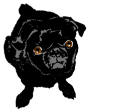 black pug stickers 2 sticker #8333584