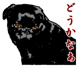 black pug stickers 2 sticker #8333587
