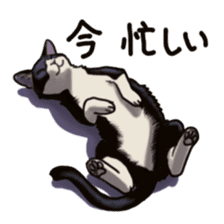 Cat sticker(black and white) sticker #8334230