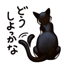 Cat sticker(black and white) sticker #8334231