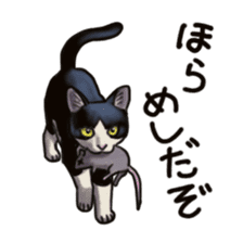 Cat sticker(black and white) sticker #8334232