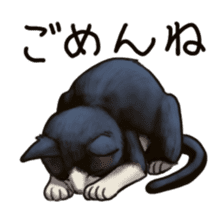 Cat sticker(black and white) sticker #8334260