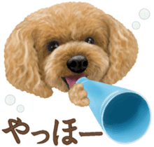 Toy Poodle & Toy Poodle 2 sticker #8335068