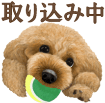 Toy Poodle & Toy Poodle 2 sticker #8335070