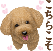Toy Poodle & Toy Poodle 2 sticker #8335073