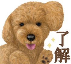Toy Poodle & Toy Poodle 2 sticker #8335074