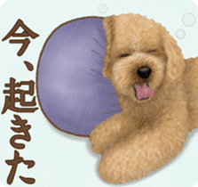 Toy Poodle & Toy Poodle 2 sticker #8335080