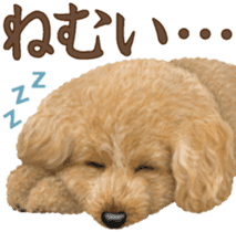 Toy Poodle & Toy Poodle 2 sticker #8335081