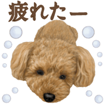Toy Poodle & Toy Poodle 2 sticker #8335082