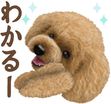 Toy Poodle & Toy Poodle 2 sticker #8335085