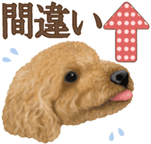 Toy Poodle & Toy Poodle 2 sticker #8335088