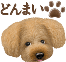 Toy Poodle & Toy Poodle 2 sticker #8335089