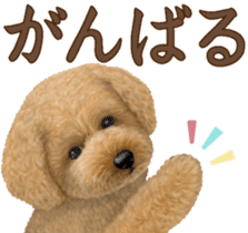 Toy Poodle & Toy Poodle 2 sticker #8335097