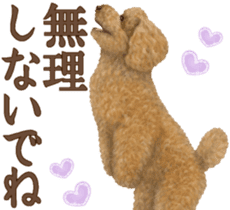 Toy Poodle & Toy Poodle 2 sticker #8335102