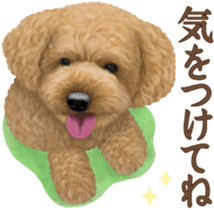 Toy Poodle & Toy Poodle 2 sticker #8335104