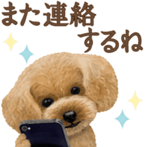 Toy Poodle & Toy Poodle 2 sticker #8335106