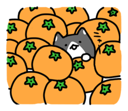 hacchan the kitten sticker #8337826