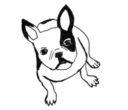 Black-and-white French Bulldog sticker #8343148