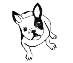 Black-and-white French Bulldog sticker #8343148
