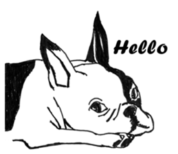 Black-and-white French Bulldog sticker #8343149