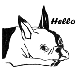Black-and-white French Bulldog sticker #8343149