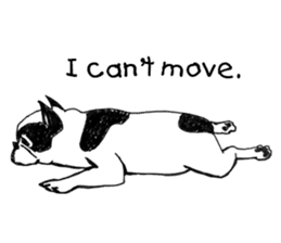Black-and-white French Bulldog sticker #8343155