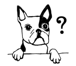 Black-and-white French Bulldog sticker #8343156