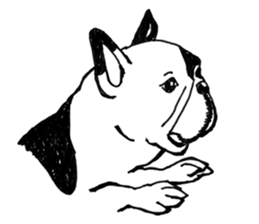 Black-and-white French Bulldog sticker #8343159