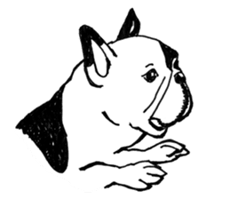 Black-and-white French Bulldog sticker #8343159