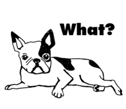 Black-and-white French Bulldog sticker #8343182