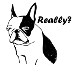 Black-and-white French Bulldog sticker #8343183