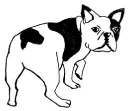 Black-and-white French Bulldog sticker #8343184