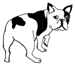 Black-and-white French Bulldog sticker #8343184