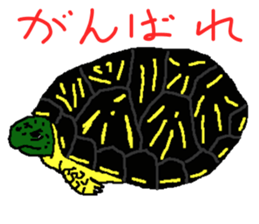 turtle guide sticker #8350070