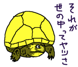 turtle guide sticker #8350077