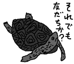 turtle guide sticker #8350083