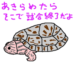 turtle guide sticker #8350092