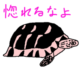 turtle guide sticker #8350098