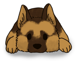 The German shepherd dog!! sticker #8352947