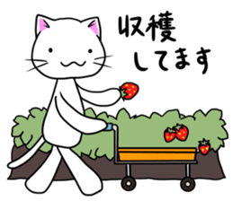 Sticker for the strawberry farmers sticker #8354864