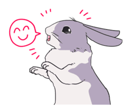 Momo the rabbit! sticker #8355903