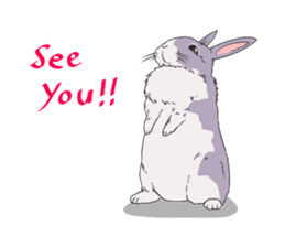 Momo the rabbit! sticker #8355913