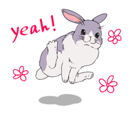 Momo the rabbit! sticker #8355914