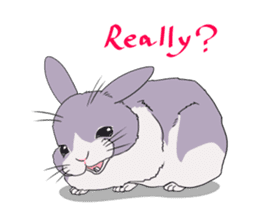 Momo the rabbit! sticker #8355915