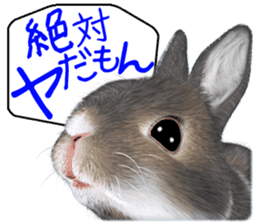 Expressive rabbit sticker2 sticker #8359905