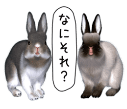 Expressive rabbit sticker2 sticker #8359919