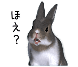 Expressive rabbit sticker2 sticker #8359926