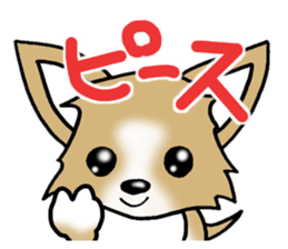 Chihuahua's Sticker!4 sticker #8364322