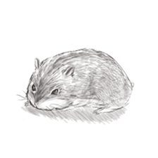 Surreal hamster and animals sticker #8372526