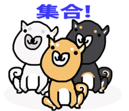 shiba inu KOTAROU sticker #8394413